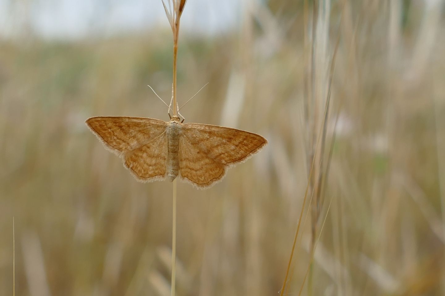 Falena da determinare- Idaea ochrata - Geometridae